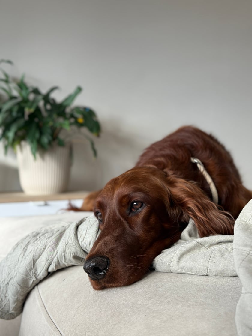 Nala – seter irlandzki
Dostojna jak królowa, wygląda i zachowuje się jak księżniczka. Porusza się z gracją modelki, ale w sercu to pies pełen miłości – uwielbia się przytulać i sama szuka czułości.