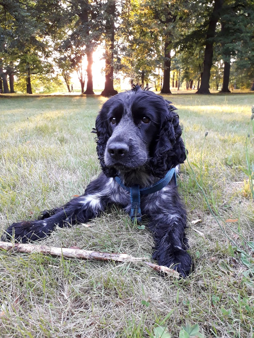 Pełen energii spaniel, lubiący wędrówki i podróże zarówno te bliskie jak i te dalekie, o każdej porze roku, wierny przyjaciel z radością witający każdy dzień.