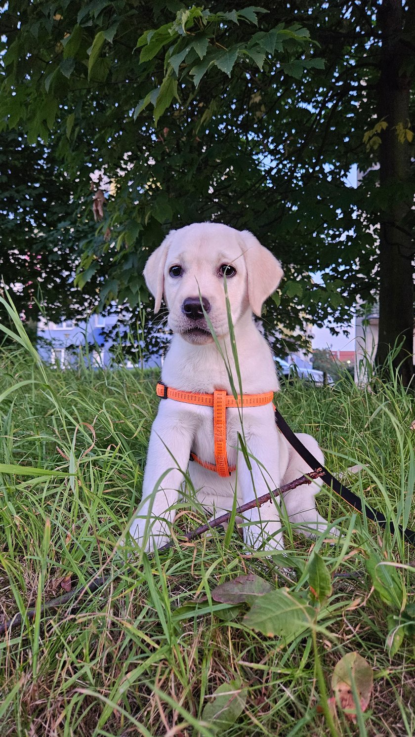 To nasza mała Shila. Labrador, ma 2,5 miesiąca. Jest jeszcze trochę roztrzepana, jak to szczeniaka, ale uczymy jej komend, w czym pomoga nam psie przedszkole (serdecznie pozdrawiamy Martę). Shila jest kochana i cieszymy się że jest z nami (p.s. to nasz pierwszy piesek w życiu)
Pozdrawiamy wszystkich pisarzy:) 
Magda&Wojtek