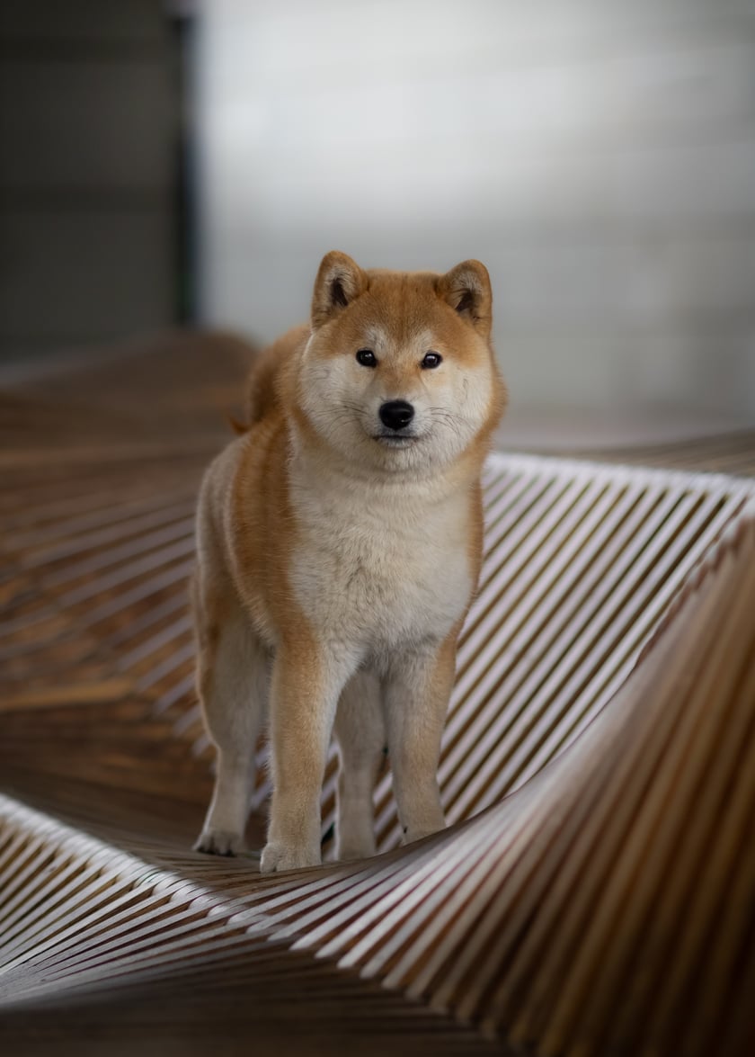Taco to roczny Shiba Inu, wywrócił moje życie do góry nogami - na lepsze! Nie jest typowym Shibą - uwielbia przytulasy i jest niesamowicie radosnym psiakiem, jest w stanie każdego w sobie rozkochać.