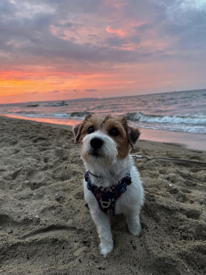Cześć! Nazywam się Pestka - jestem 4 letnią szorstkowłosą damą rasy Jack Russell Terrier. Jeśli znacie choć trochę tę rasę (chociażby z filmu "Maska"), to wiecie jak żywiołowym pieskiem jestem! Uwielbiam zabawy z Pańcią, rzucanie skarpetkami z Pańciem, kocham jeść, tulić się i być blisko ludzi. Jak widać na zdjęciu uwielbiam morze, mogłabym spędzać tam całe dnie, ale nie pogardzę też wyprawą w góry! Pańcia mówi, że dobra ze mnie aktorka, bo zawsze wiem jak zagrać "kota ze Shreka", gdy czegoś bardzo chcę. Trudno mi to potwierdzić…moim zdaniem po prostu wszystko, co dobre, mi się należy – i już! Ale niech będzie – niech ma rację, skoro tak mówi! Pańcia karmi więc nie ma co się z nią kłócić. Tyle o mnie. Pozdrawiam serdecznie wszystkich ludzi z Wrocławia i pieski (oczywiście tylko te, które lubię). Życzę Wam dużo dobrego jedzonka i mnóstwa zabawy!