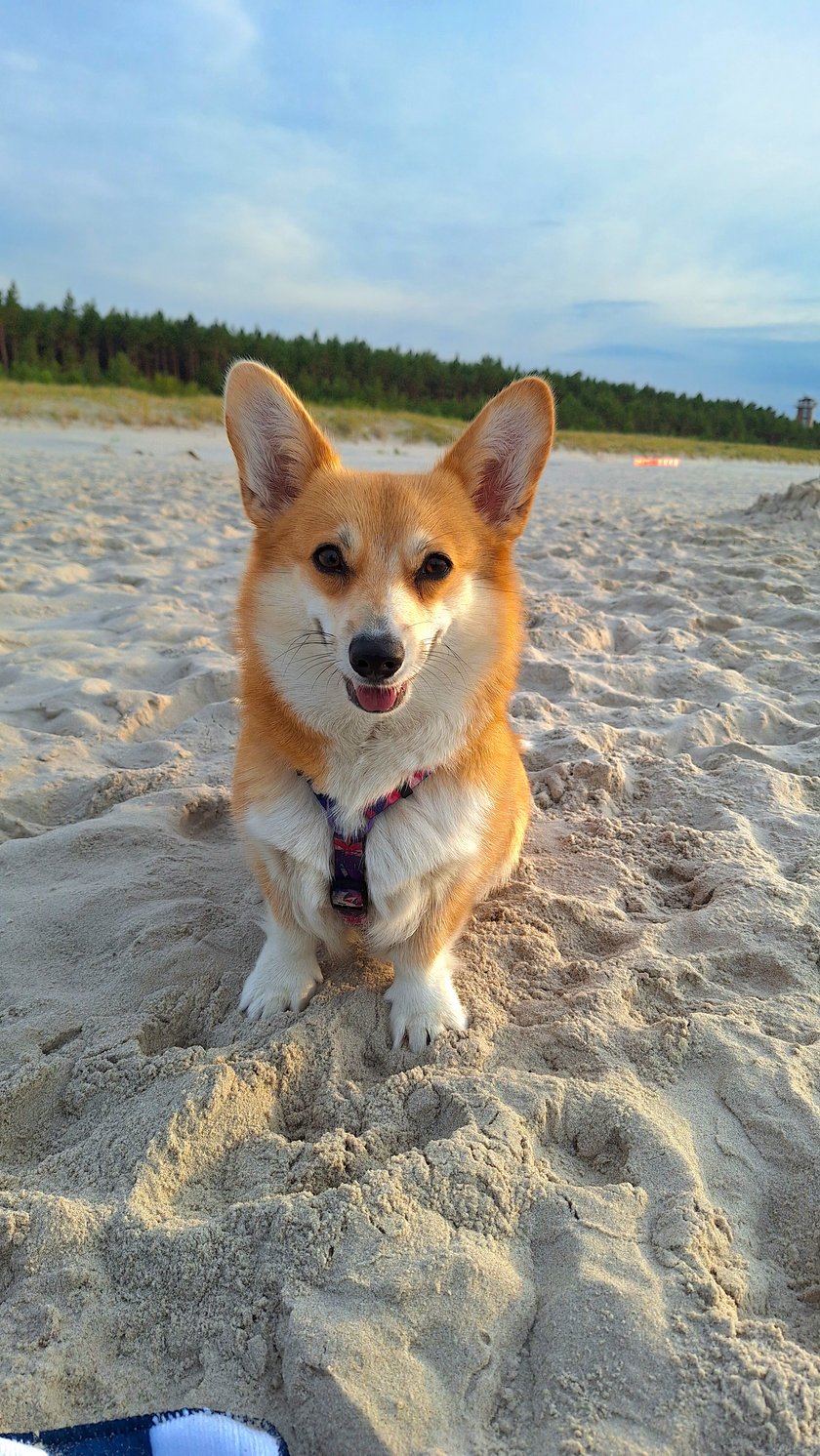 Lili to mały psiak rasy Corgi Pembroke. Lili uwielbia pozować do zdjęć oczywiście za smaczki :)