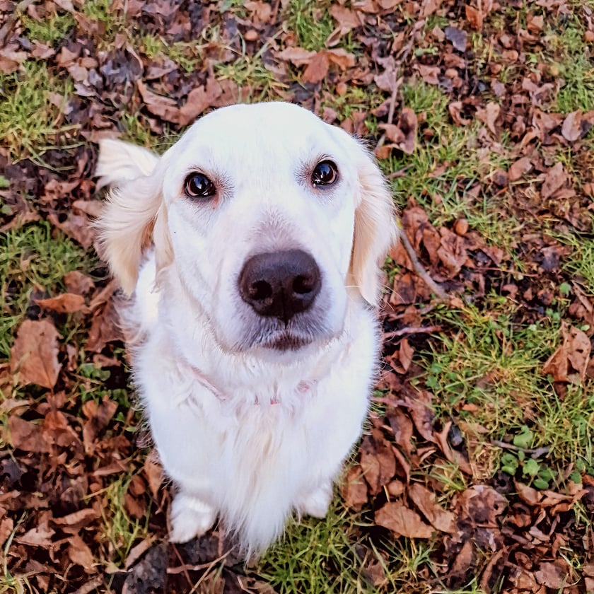 Cola to adoptowała suczka rasy Golden Retriever. Moja towarzyszka podróży, jest bardzo towarzyska i zawsze wywołuje uśmiech na twarzach spotkanych osób.