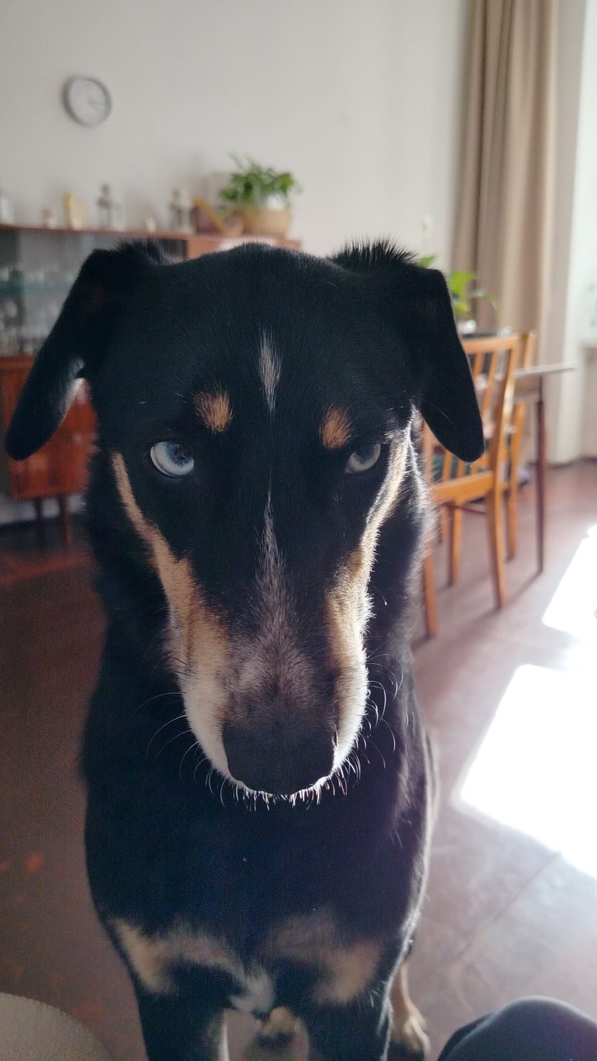 Zeus uwielbia się miziać, jest bardzo towarzyski, hipnotyzuje spojrzeniem. Za smaczki zrobi wszystko ;)