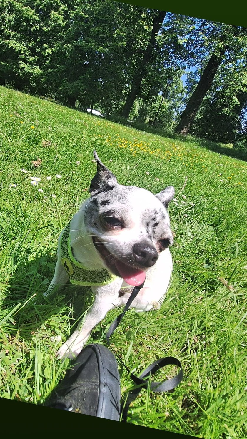 Tolek - mała chihuahua o wielkim sercu ❤️