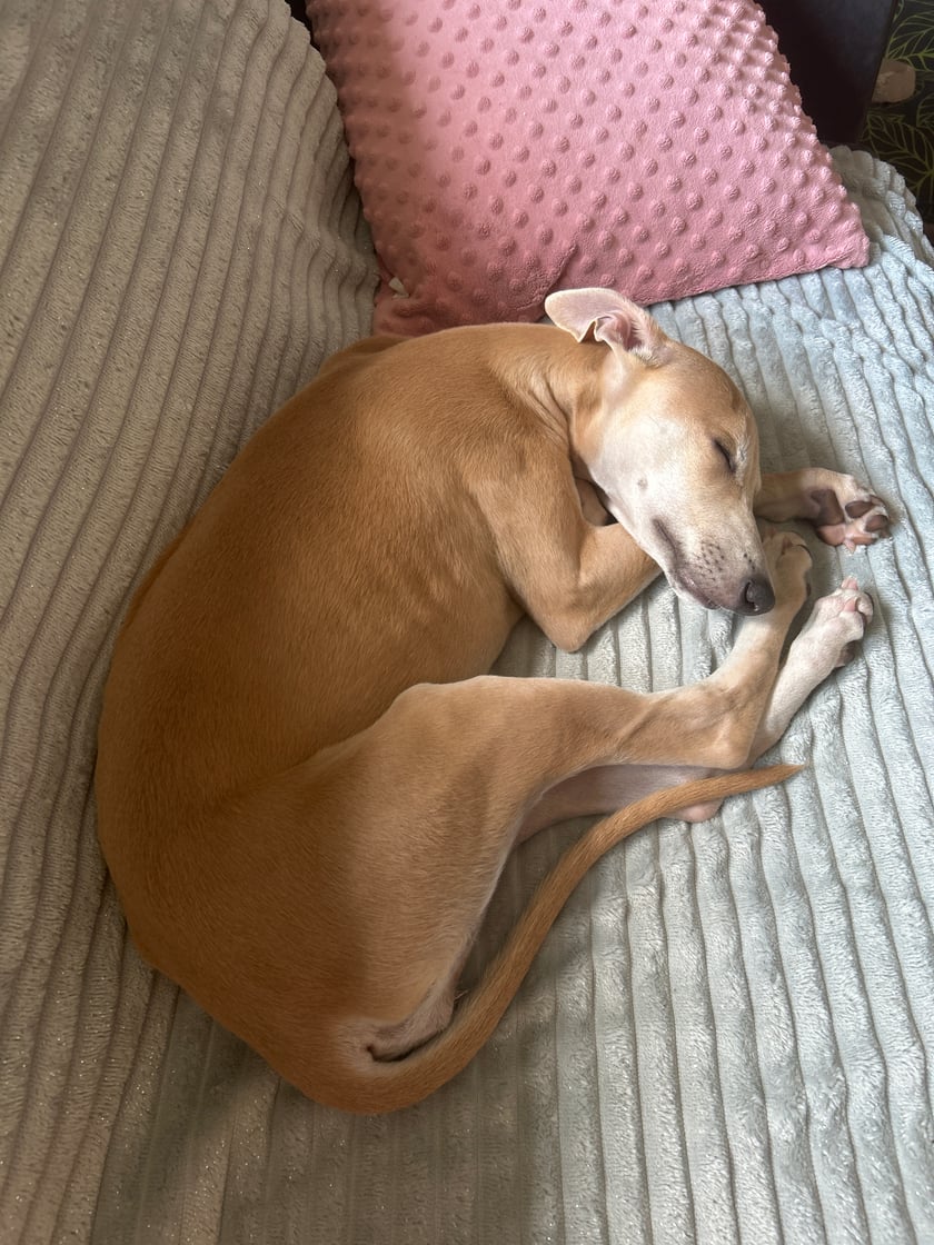 Płowa dziewczyna whippet, 3 miesiące. Wzór skromności, spokoju i klasy.