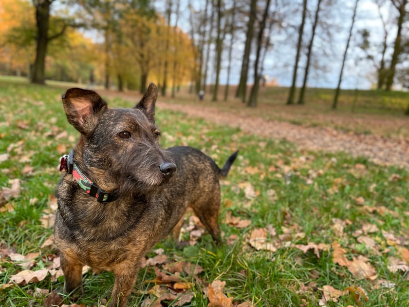 Szorścisław wspaniały ma nos godny szefa kuchni, wywącha każdego smaczka schowanego w kieszeni.