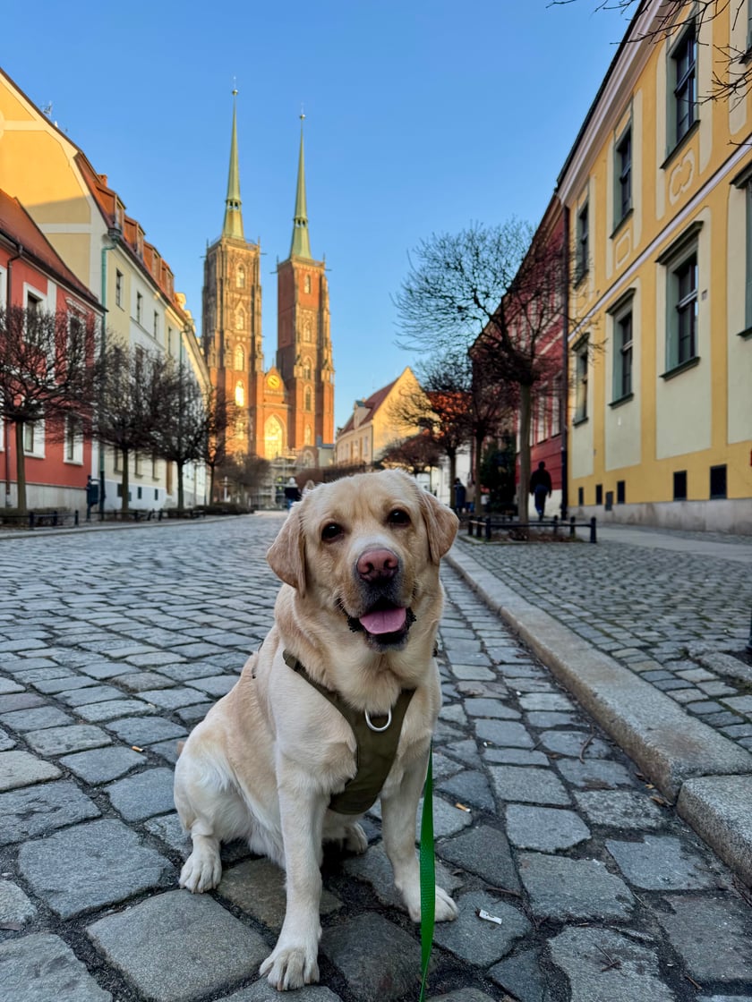 Wrocławski piesek Karmel.