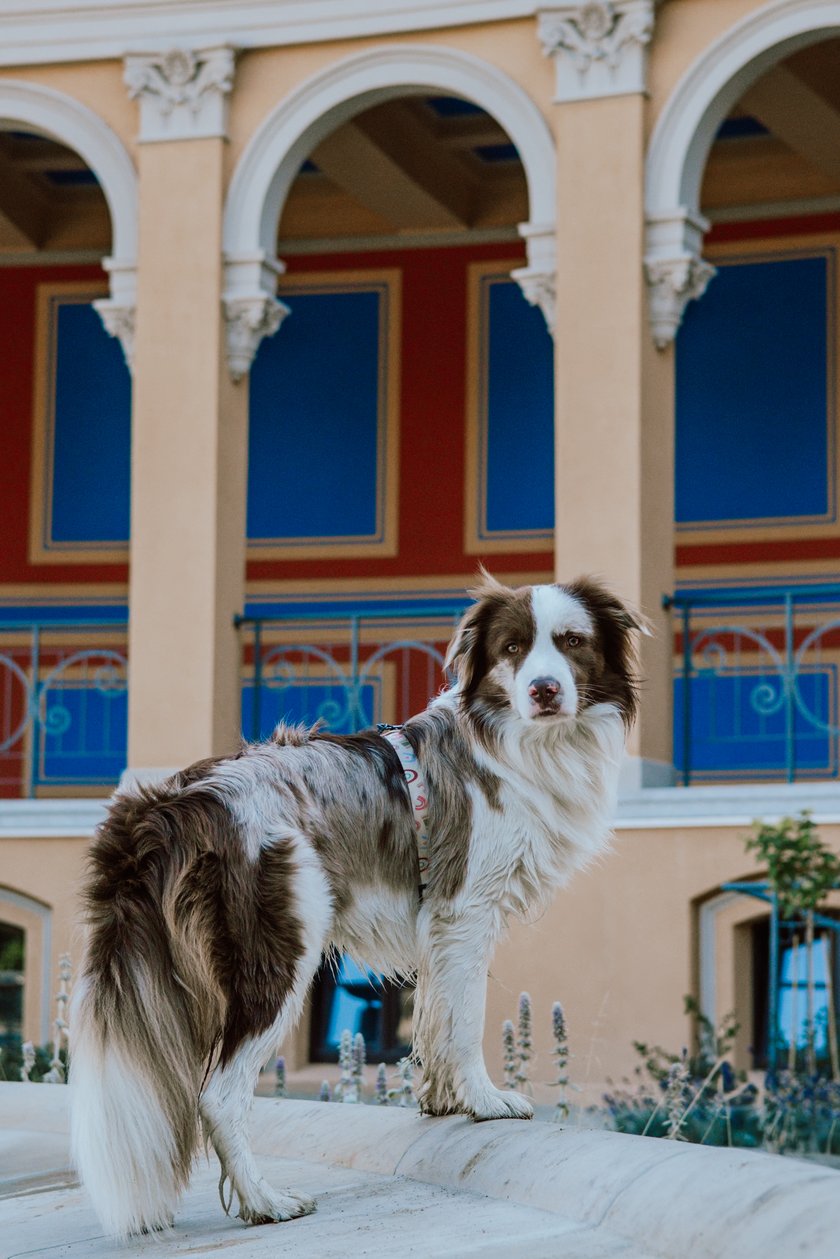 Kodak to niezwykle bystry i wrażliwy border collie, który uważnie obserwuje otoczenie i błyskawicznie uczy się nowych rzeczy. Ma silną więź ze swoją opiekunką i zawsze stara się być blisko niej, zarówno podczas aktywności, jak i w chwilach odpoczynku. Jest ciekawski, zaangażowany i bardzo empatyczny, z łatwością wyczuwa nastrój człowieka. Mimo swojej energii potrafi być delikatny i spokojny, kiedy sytuacja tego wymaga. To pies z charakterem. Jest lojalny, czuły i zawsze gotowy do wspólnej przygody.