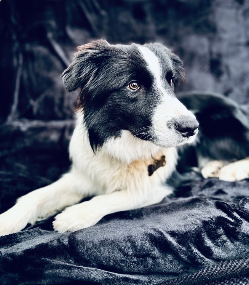 Poznaj naszego border collie – 9 miesięcy czystej energii i miłości!  Ten młodzieniec to prawdziwy wulkan energii – wszędzie go pełno, zawsze gotowy na zabawę, bieganie i nowe przygody. Aktywność to jego drugie imię! Uwielbia spacery, aportowanie i wszelkie psie sporty, ale po całym dniu szaleństw nie ma nic lepszego niż przytulanie się do człowieka – to jego ulubiony rytuał na dobranoc. Choć ma dopiero 9 miesięcy, już zdążył skraść serca wszystkich wokół. To pies pełen czułości, oddania i niekończącej się miłości. Czasem wygląda jak torpeda na czterech łapach, ale wystarczy jedno spojrzenie jego wiernych oczu, by poczuć, że jest najlepszym przyjacielem, jakiego można sobie wymarzyć.