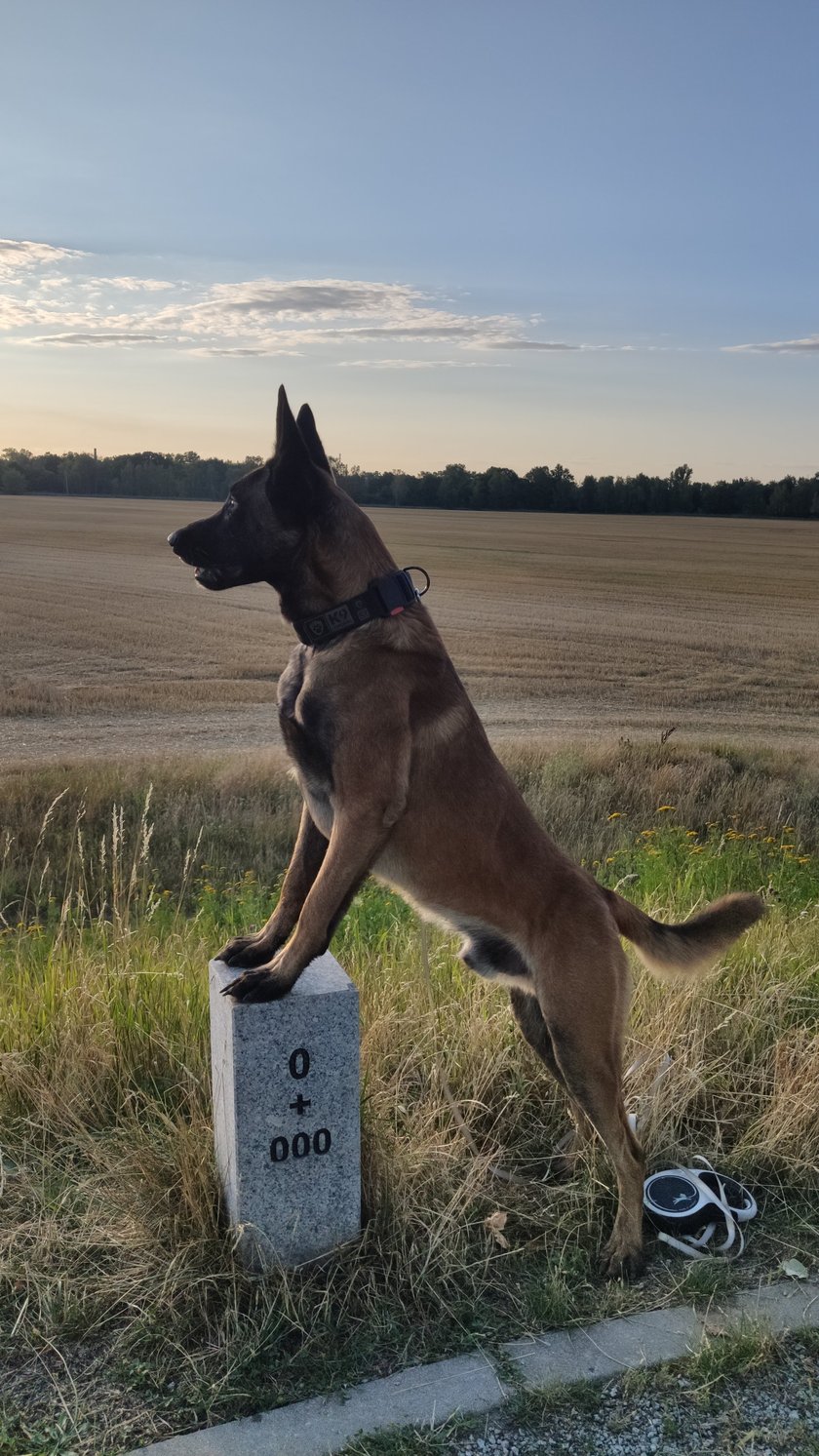 Owczarek belgijski Malinois Kumpel