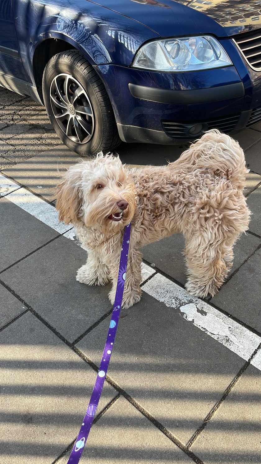 Amper - słodki Australian Labradoodle kochający Wrocław całym swoim małym serduszkiem!