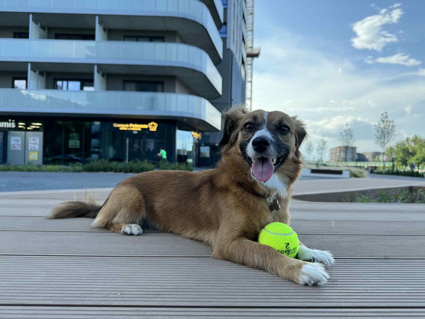 Bailey – uśmiech Wrocławia!  Ta 3-letnia suczka to radosny kundelek, który każdego dnia rozświetla osiedle swoim uśmiechem i merdającym ogonem. Uwielbia ludzi, zabawę z piłką i długie spacery po mieście. Bailey to nie tylko piękna psia dama – to też serce pełne miłości i lojalności. Pokochaj ją tak, jak ona kocha wszystkich dookoła!