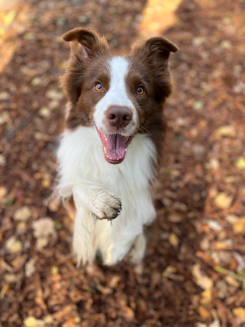 Poznajcie Szoguna – czteroletniego, brązowego border collie, który skradł nasze serca! Jest wiernym przyjacielem i zawsze gotowy na wspólne przygody. Choć z dystansem podchodzi do małych psów, dla ludzi jest chodzącą definicją miłości i radości. Szogun to nie tylko piękno w psiej postaci, ale też najlepszy towarzysz na świecie!