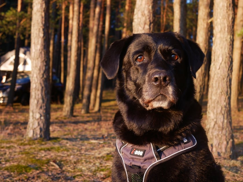 Jussi jest czarną labradorką. Jak prawdziwy labrador uwielbia pływać, dlatego latem można ją najczęściej spotkać nad Odrą. Jussi, jak na 11-letnią panią ma swoje przyzwyczajenia. Raz w tygodniu sprawdza, czy sklepy zoologiczne na Ołbinie trzymają poziom. Lubi też podgryzać trawę na bulwarach Piotra Włostowica. Bardzo podoba jej się leżenie pod Muzeum Narodowym i przyglądanie się przechodniom. Razem spacerujemy po górach (gdyby zbierała pieczątki, psioprzyjazną Koronę Gór Polski miałaby chyba zaliczoną) a latem pływa za mną na SUPie. 

Poza pływaniem Jussi uwielbia jeść, mieszkańcy Ołbina często widzą, jak wraca do domu ze spaceru z marchewką w pysku, gotowa do schrupania jej w domu.