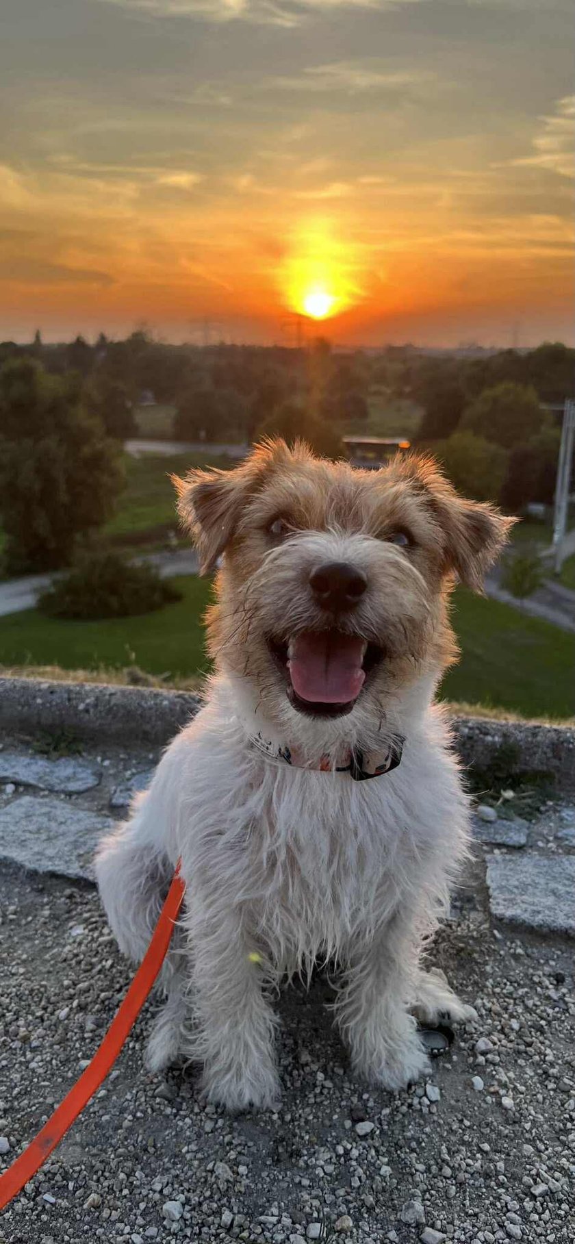  Poznajcie Rubi!  Śliczna, energiczna i zawsze gotowa do zabawy  Rubi to piesek rasy Jack Russell Terrier – mała, ale z ogromnym sercem i nieskończonym zapasem energii!  Uwielbia smaczki , kocha się bawić , ale najbardziej na świecie kocha grać w piłkę  Jeśli piłka się toczy – Rubi już tam biegnie!
