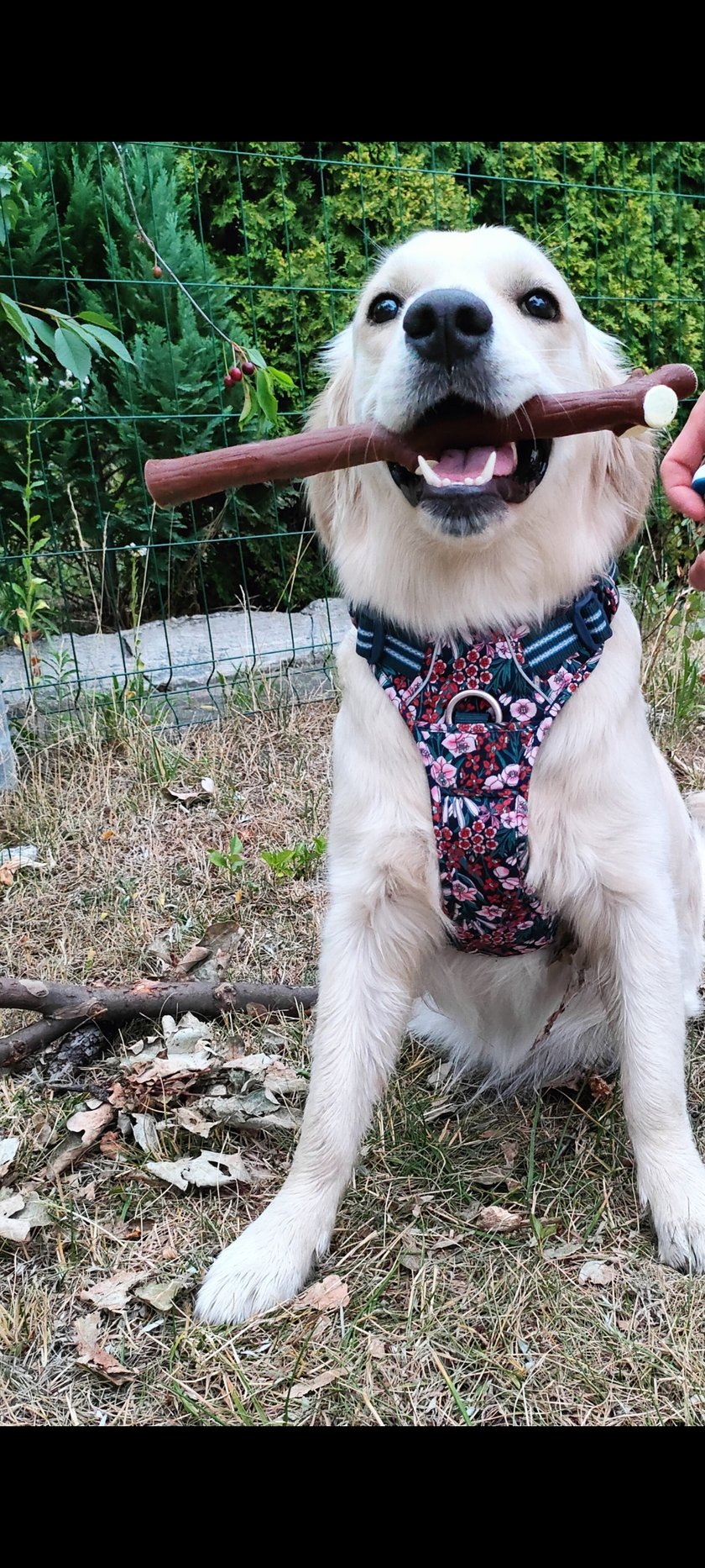 Chałka - wiecznie głodny pies rasy golden retriever z domieszką leniwca.