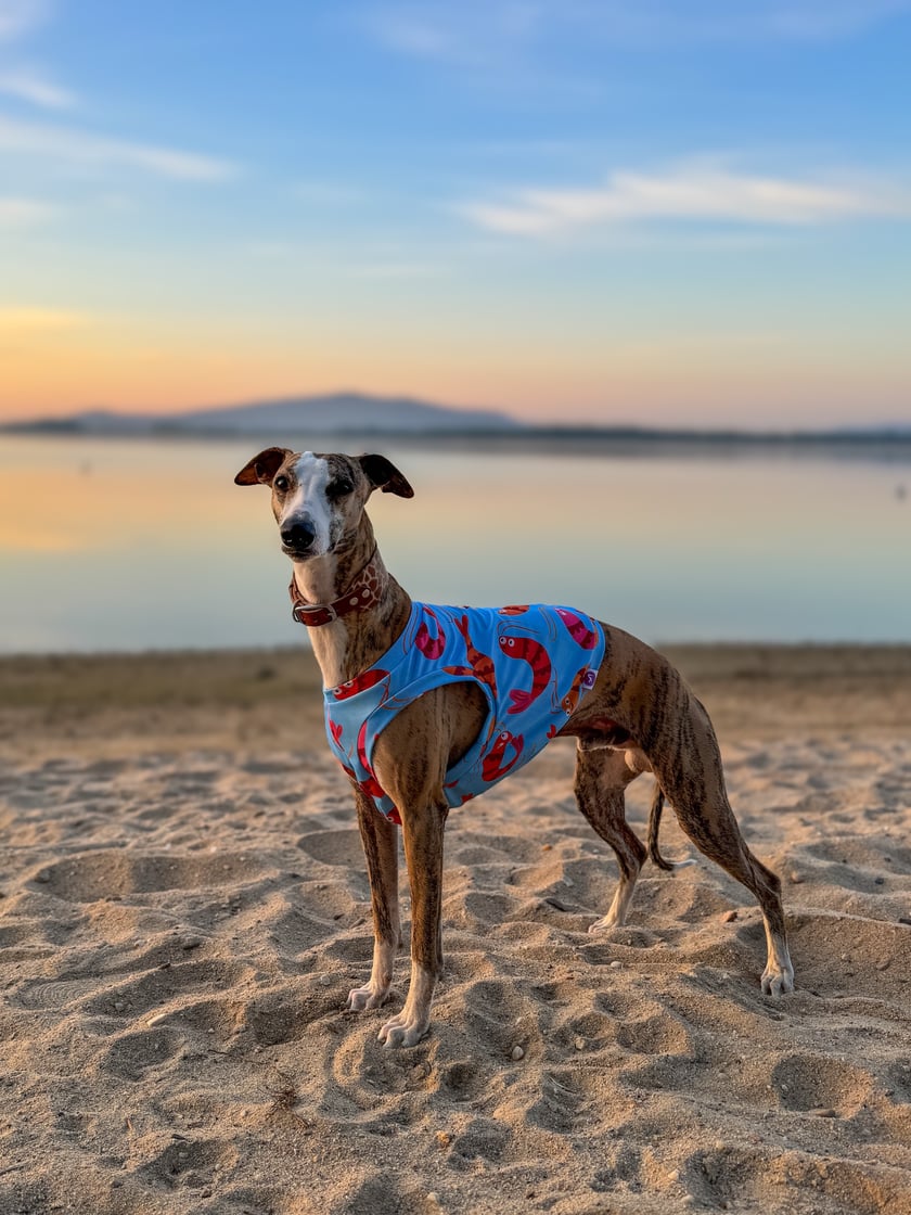 Pesto to zdecydowanie najmodniejszy Whippet we Wrocławiu. Uwielbia pozować, urodzony z niego model. W wolnym czasie uwielbia szaleństwa i bieganie ze starszym bratem Torcikiem.
