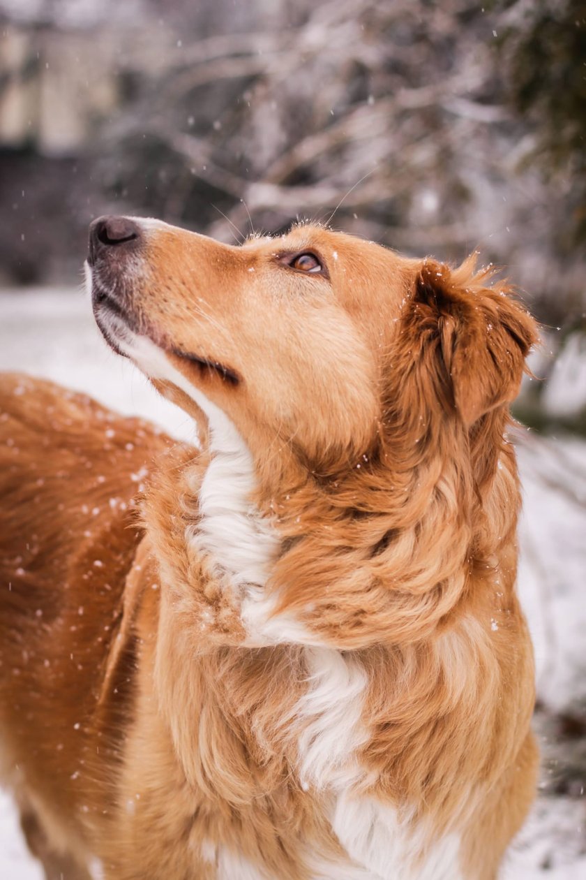 Laila, adoptowana w 2016 roku ze schroniska we Wrocławiu. Piesek po przejściach, odbierany interwencyjnie, potem zwrócony do schroniska, strachliwy ale cudowny. Najlepszy piesek świata (wraz ze wszystkimi innymi pieskami na pierwszym miejscu podium najlepszości).