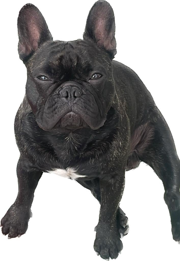 Simba to cudowny 4-letni French Bulldog. Energiczna osobowosc, odwaga i sympatia do kazdego kto jest chetny poglaskac. Simba wolny czas spedza na zabawach, gryzieniu kosci i dokuczaniu starszemu bratu.