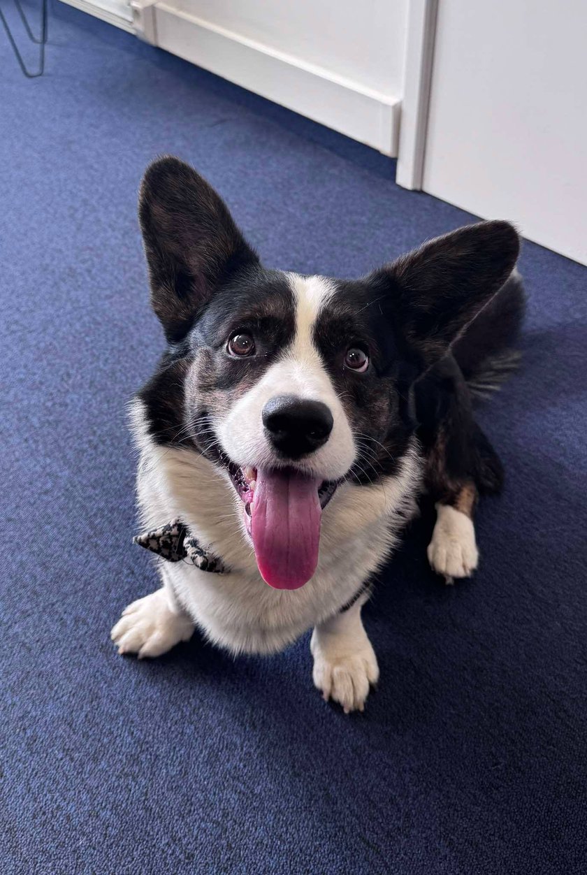 Tofu ma 3 lata i jest rasy Welsh Corgi Cardigan. Wrocławianie nazywają go PIĘKNY PIES :D