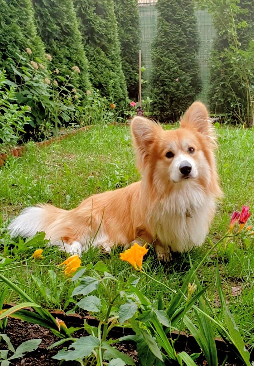 Klusek rasa Corgi Pembroke Fluffy. Łamacz serc z psindera, osiedlowy atencjusz, żebrak smakoszków, najlepszy Przyjaciel 