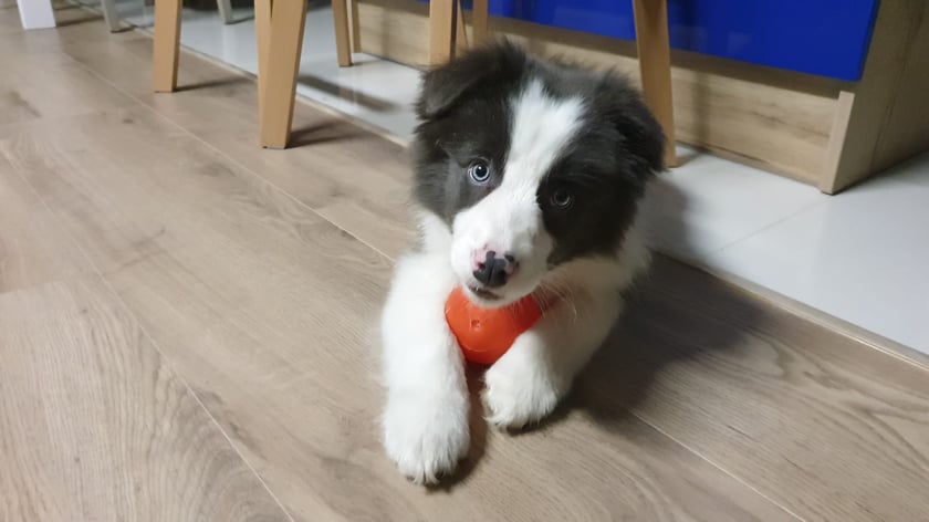 Juko to nie tylko border collie — to żywy wulkan energii, inteligencji i pasji. Jego spojrzenie przenika duszę, a ruchy są jak taniec z wiatrem. Zbudowany jak atleta, z lśniącą sierścią w odcieniach biało niebieskich, przyciąga wzrok każdego, kto choć raz zobaczy go w akcji.
