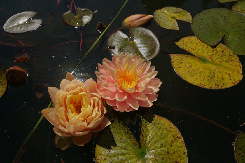 Nenufary, czyli grzybienie w Ogrodzie Botanicznym