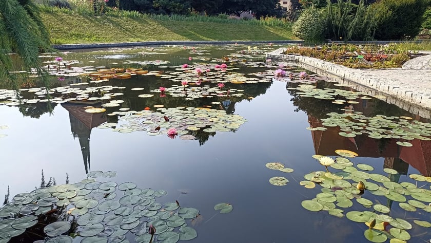 Nenufary, czyli grzybienie w Ogrodzie Botanicznym