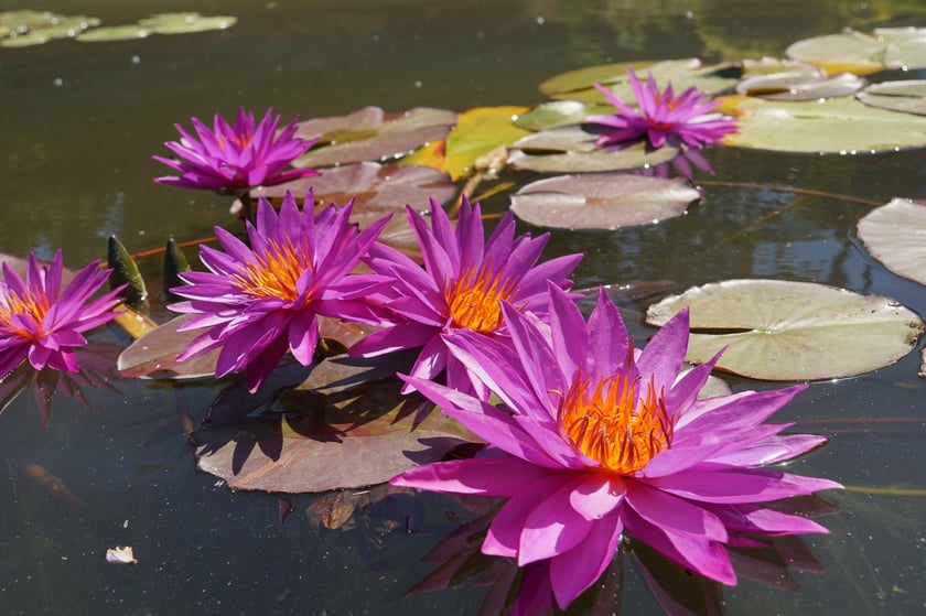 Nenufary, czyli grzybienie w Ogrodzie Botanicznym