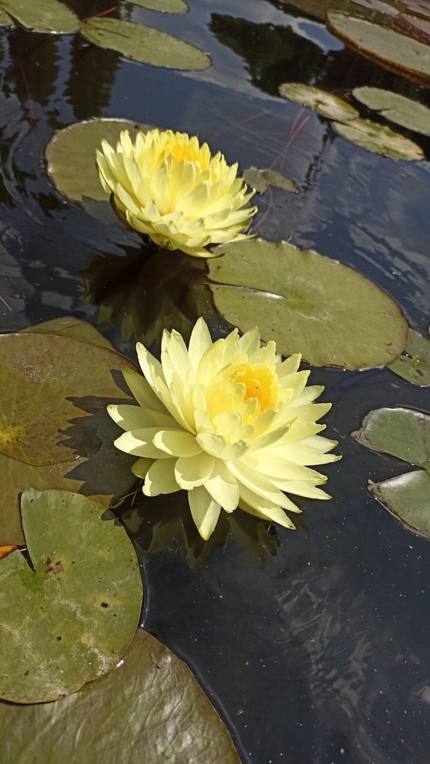 Nenufary, czyli grzybienie w Ogrodzie Botanicznym