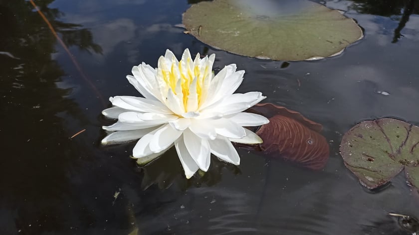 Nenufary, czyli grzybienie w Ogrodzie Botanicznym