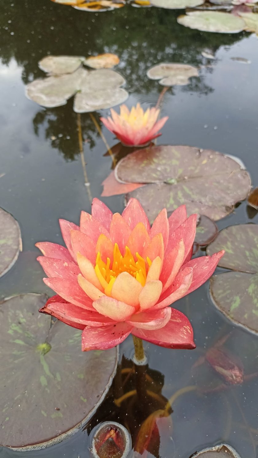 Nenufary, czyli grzybienie w Ogrodzie Botanicznym