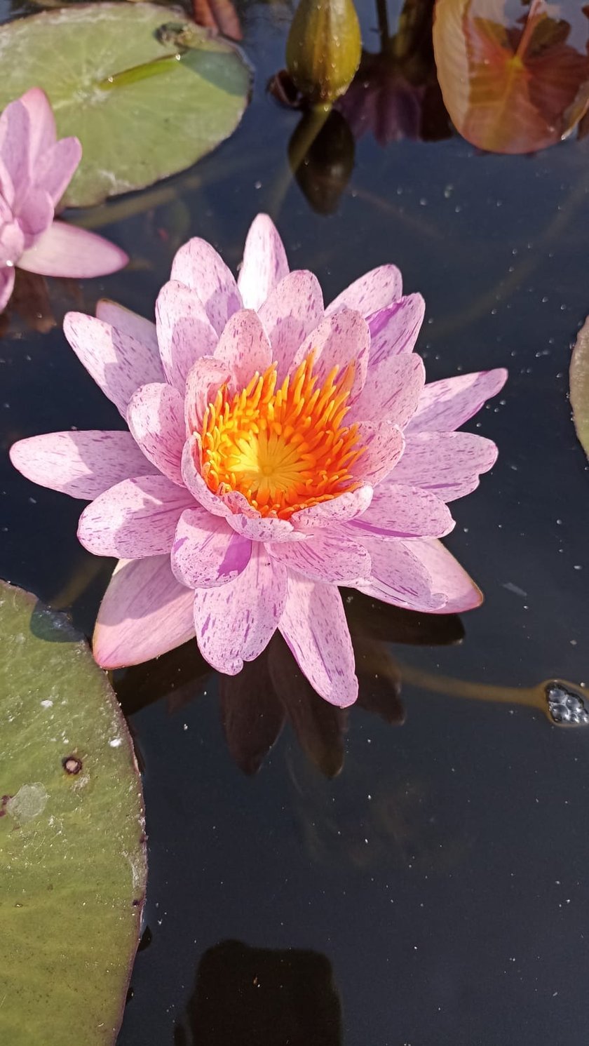 Nenufary, czyli grzybienie w Ogrodzie Botanicznym