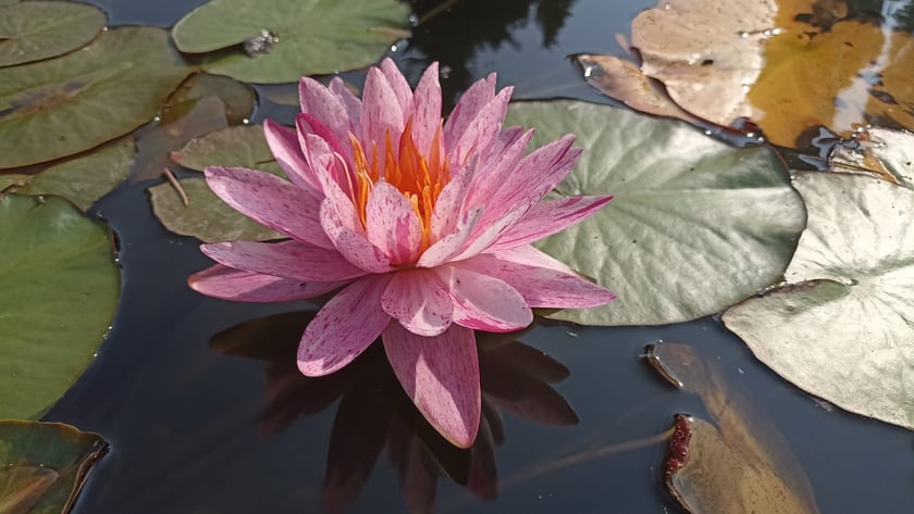 Nenufary, czyli grzybienie w Ogrodzie Botanicznym