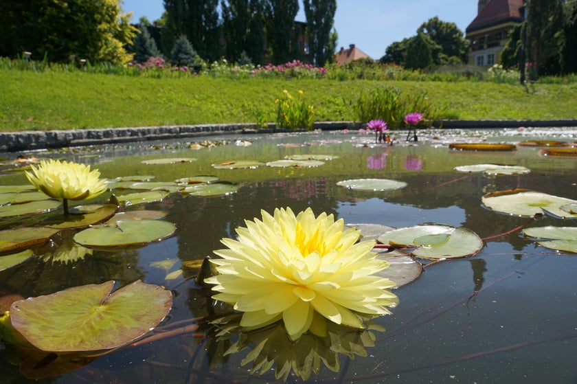 Nenufary, czyli grzybienie w Ogrodzie Botanicznym