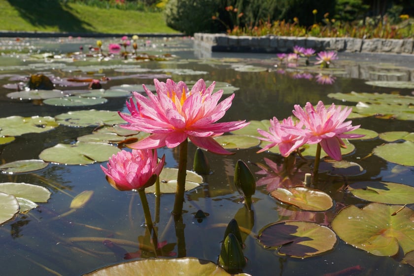 Nenufary, czyli grzybienie w Ogrodzie Botanicznym
