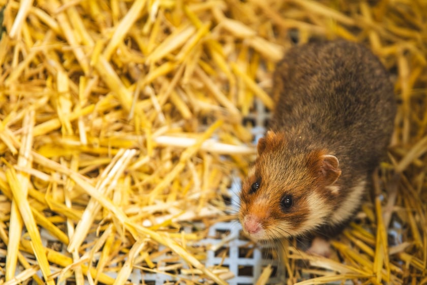 Chomiki europejskie z wrocławskiego zoo