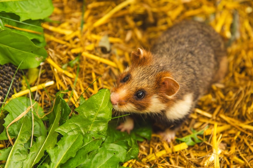 Chomiki europejskie z wrocławskiego zoo