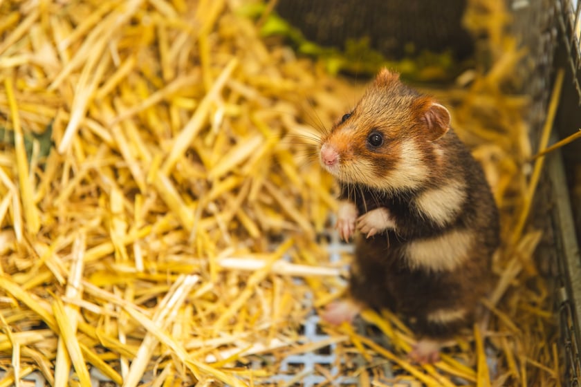 Chomiki europejskie z wrocławskiego zoo