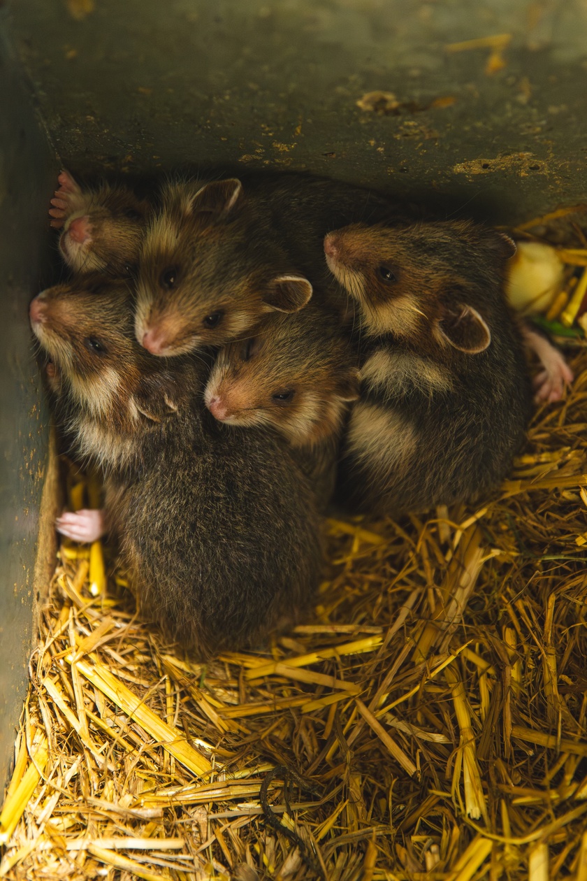 Chomiki europejskie z wrocławskiego zoo