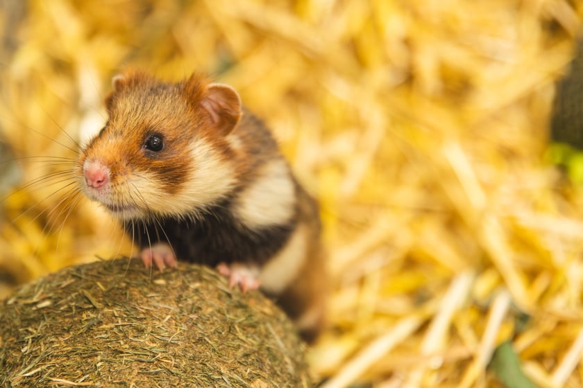 Chomiki europejskie z wrocławskiego zoo