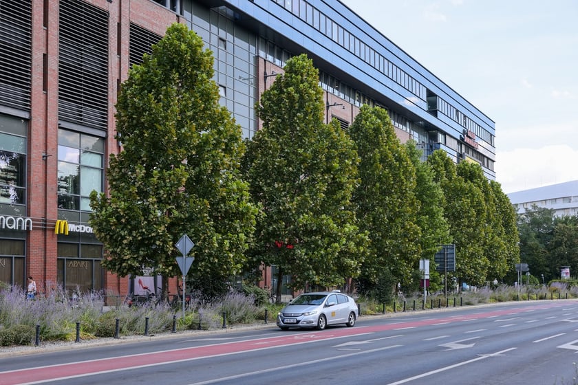 Platany rosnące przy Galerii Dominikańskiej posadzono tam zaledwie pięć lat temu, a już dorosły do drugiego piętra budynku