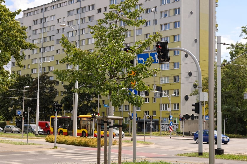 Jedna z lip posadzonych przy ul. Popowickiej, podczas budowy linii tramwajowej, ma już ponad trzy metry i dalej rośnie.