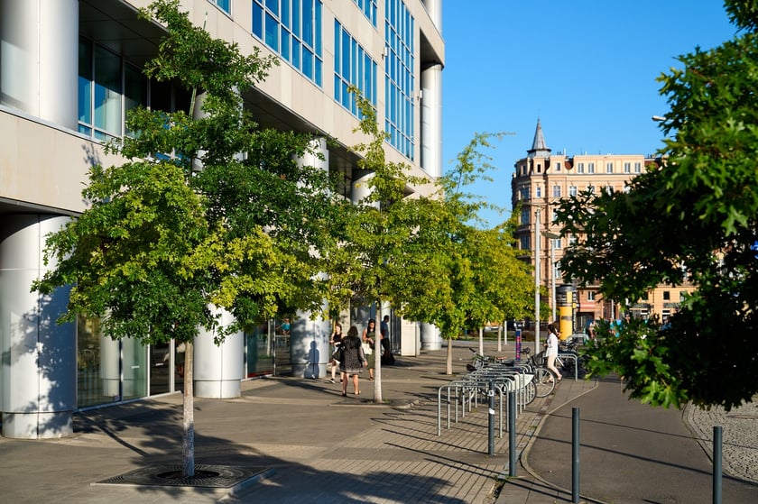 Drzewa posadzone przy pl. Bema dają cień w ciepły, letni dzień z końca sierpnia 2025 roku.