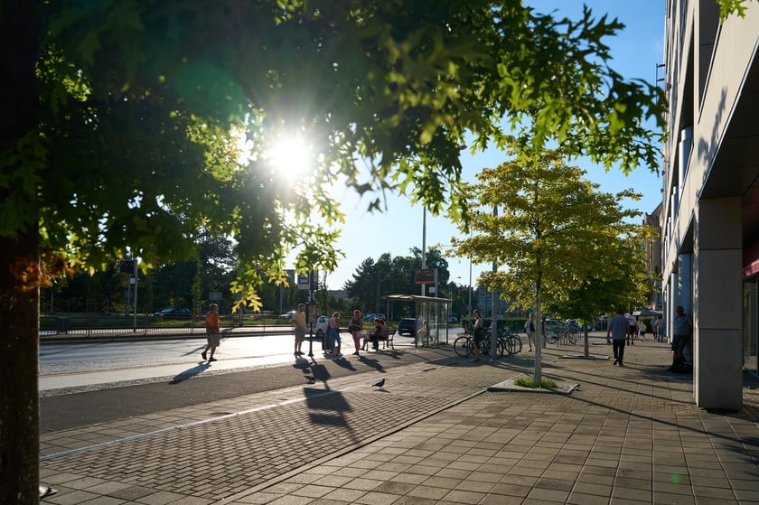 Młode drzewa na pl. Bema. Sadzenie drzew w takich miejscach skutecznie pomaga walczyć ze zjawiskiem "miejskiej wyspy ciepła"