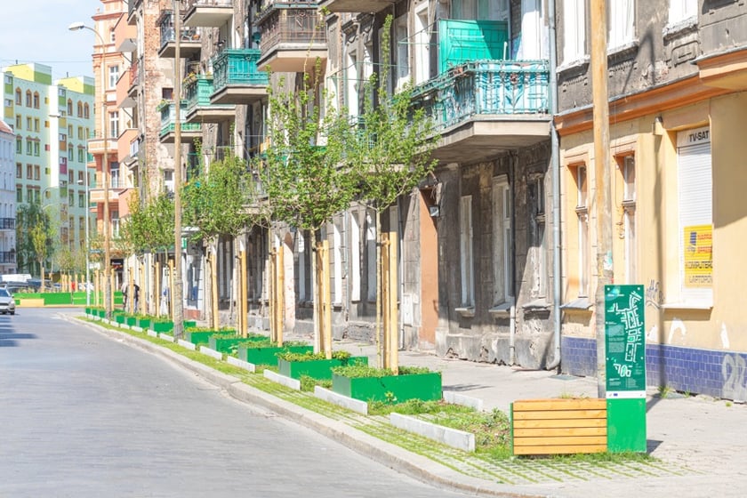 Młode drzewa, które świetnie przyjęły się na ul. Daszyńskiego.