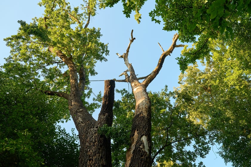 Dąb szypułkowy, ul. G&oacute;recka 2