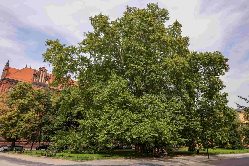 Platan klonolistny z Ostrowa Tumskiego