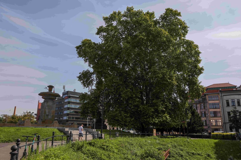 Platan Świadek z pl. Jana Pawła II